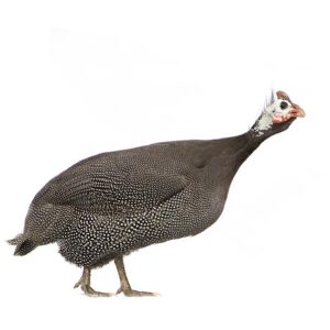 Feedback on Raising Guinea Fowl Image